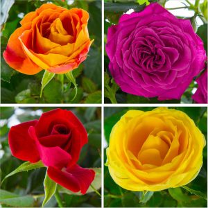 All Rose Products | Garden Shop