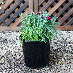 Carnation varieties  15cm pot