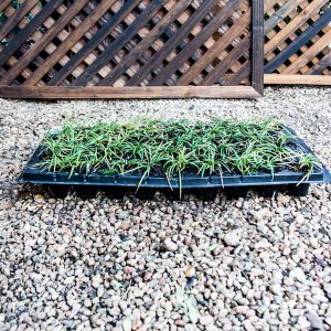 Ophiopogon japonicus – Mondo Grass 45 pack tray