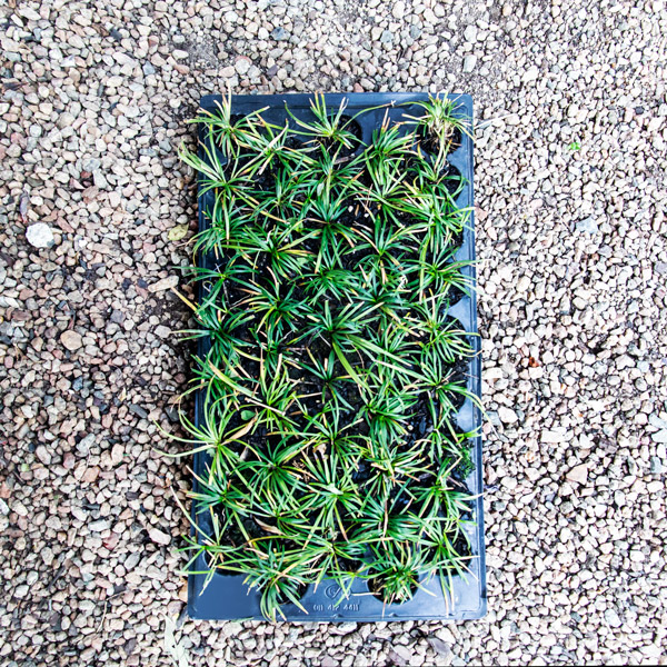 96325874 - Ophiopogon japonicus - Mondo Grass  (2)