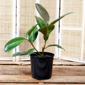 Ficus robusta  – Rubber Plant 19cm