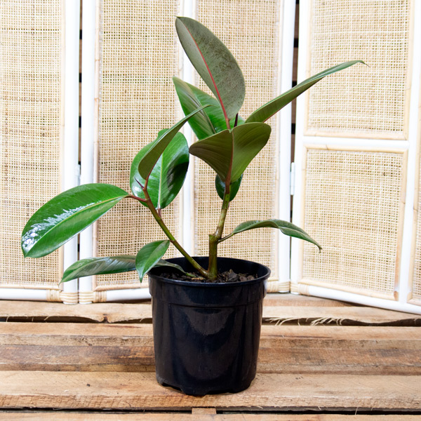 70051654 - Ficus robusta - Rubber Plant