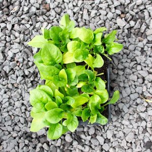 Spinach viroflay – Spinacia oleracea  4/6 cavity trays