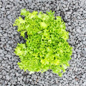 Multigreen Lettuce- Lactuca sativa  4/6 cavity trays