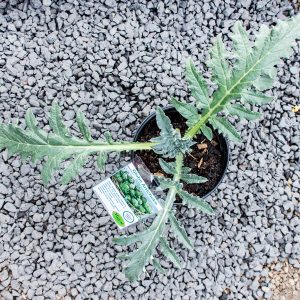 Globe Artichoke – Cynara scolymus 17cm pot