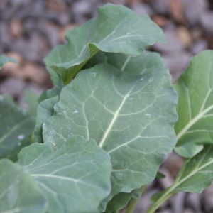 Broccoli –  Brassica oleracea var. italica 4/6 cavity trays