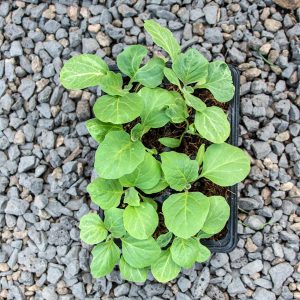 Brinjal-  Solanum melongena 4/6 cavity trays