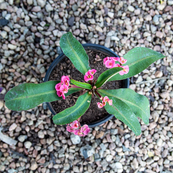 Euphorbia 2