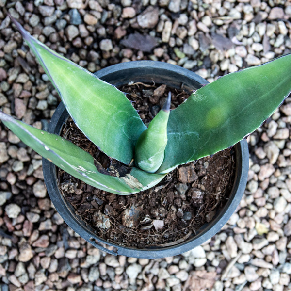 Succulent Plant - Agave Geminiflora2