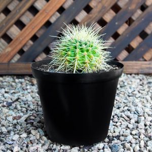 Cactus Variety 18cm pot