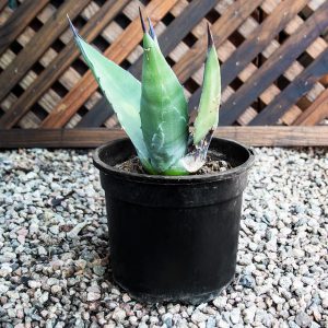 Succulent Plant – Agave Geminiflora