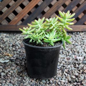 Copperstone – Sedum Nussbaumerianum 14cm pot