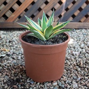 Century Plant – Agave variety 19cm pot