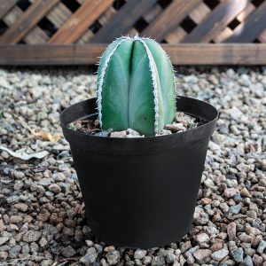 Cactus varieties 15cm pots