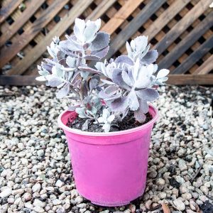 Perennial – Kalanchoe Pumila 15cm pot
