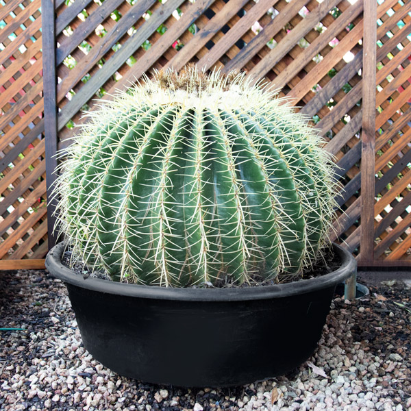 Cactus Variety 2