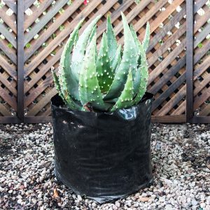 Aloe variety 20L bag