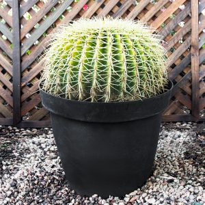 Cactus Variety 35cm pot