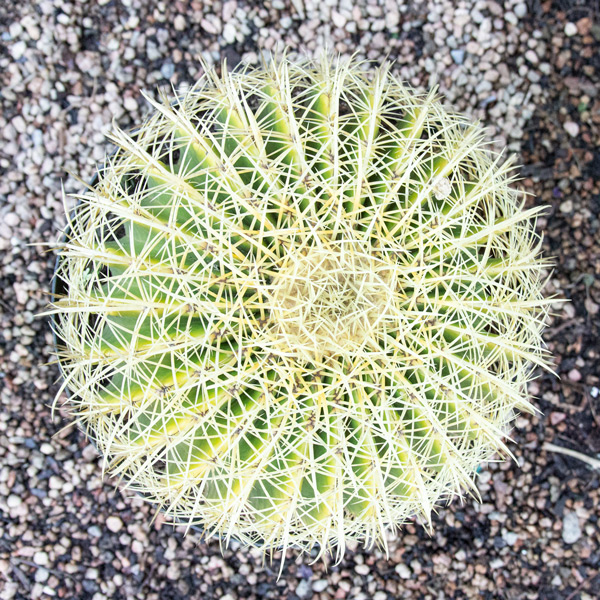 Cactus Variety 4