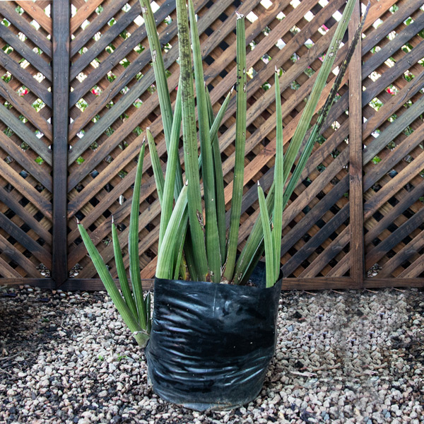 70053267 - Sansevieria Person - Spiky Mother in law