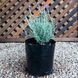 Spanish lavender – Lavandula Stoechas 4L bag