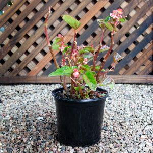 Begonia – Baby wings 20cm pot