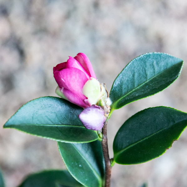 Camellia - Sasanqua hedge 2