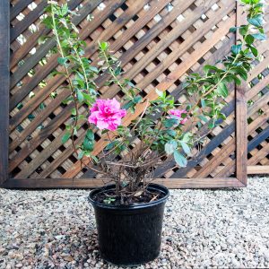 Azalea – Rhod hybrid mixed 20cm pot