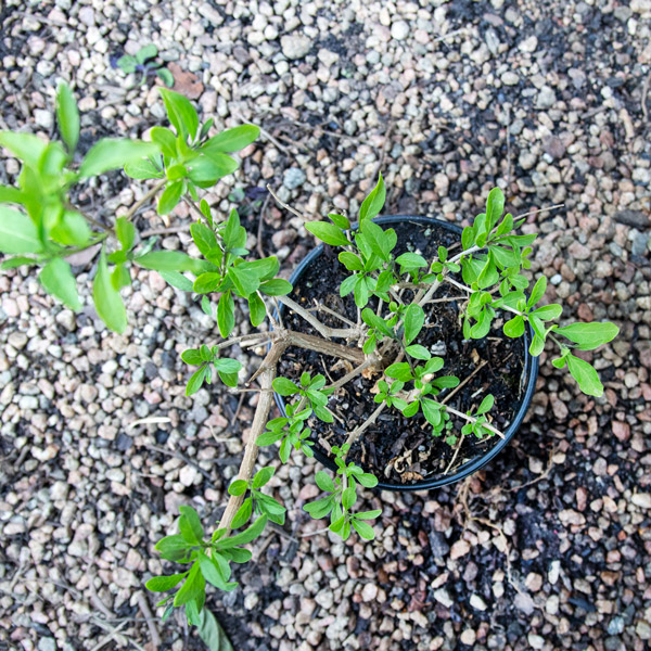 Potato Bush - Solanum Bush 3