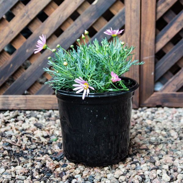 60095266700733 - Giant Pink Bush Daisy - Argyranthemum frutecens ‘Giant Pink’ 17cm pot