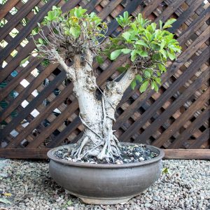 Bonsai – Ficus