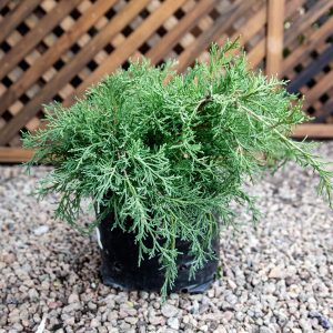 Juniperus – Gold Coast Juniper
