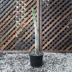 Plumeria Alba –  Frangipani 17cm