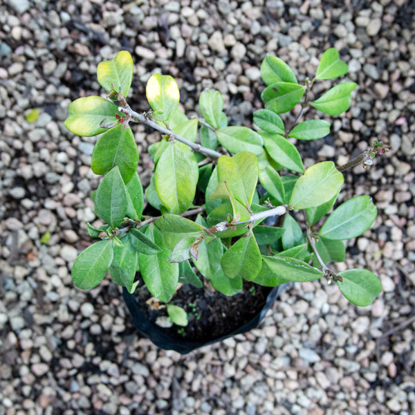 80001033 - Trachelospermum Jasminoides - Star jasmine (3)