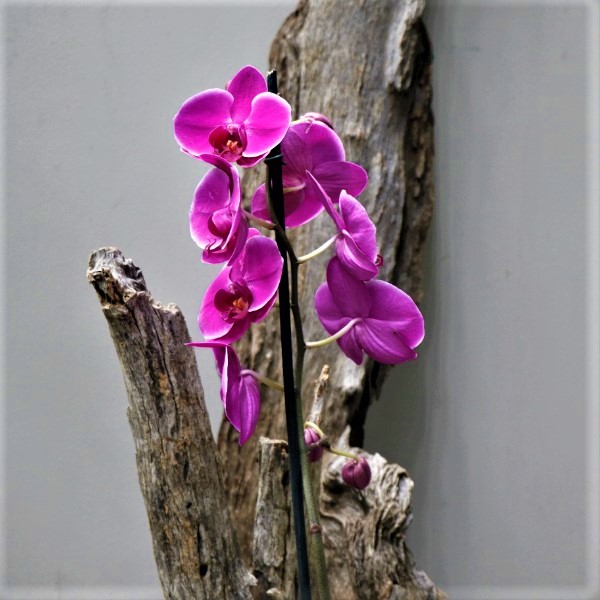 70044805 - Phalaenopsis 1Stem - Moth Orchid 12cm (4)