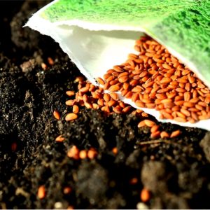 All Seed Products | Garden Shop
