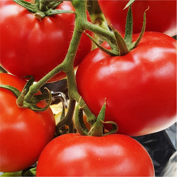 70063425 -Mayford tomato Seeds