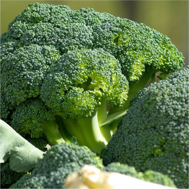 70063428 - Mayford broccoli Seeds