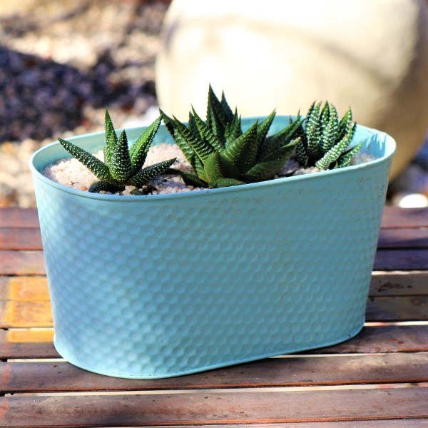 70063979 -Oval Zinc Planter Blue 24cm With a selection of miniature Aloe species