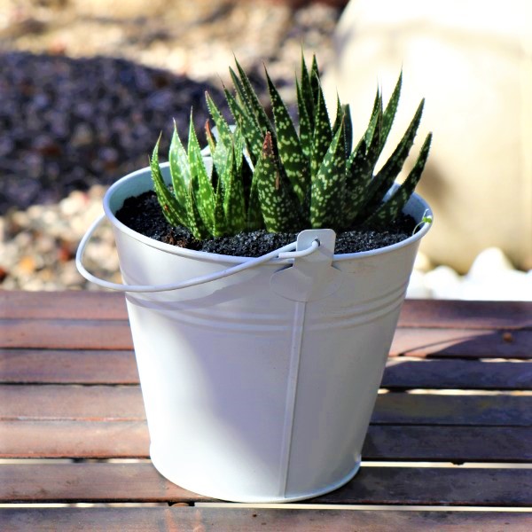 70063980 - Zinc Bucket With a selection of miniature Aloe species