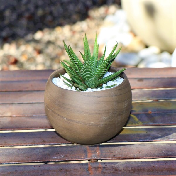 70063984 - Grey round terracotta pot with miniature Aloe selection
