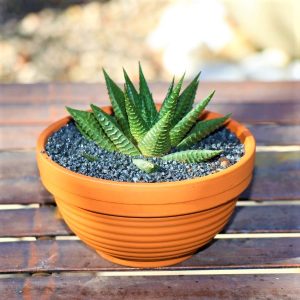 Terracotta Bowl 13.2cm With Miniature Aloe Selection