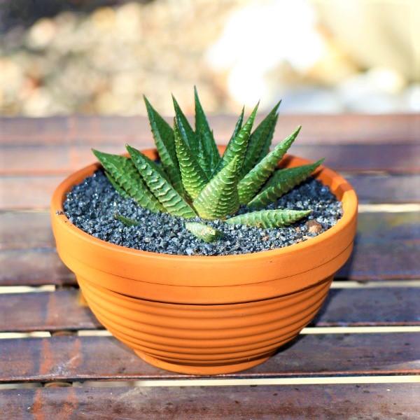 70063985 -Terracotta Bowl 13.2cm With Miniature Aloe Selection