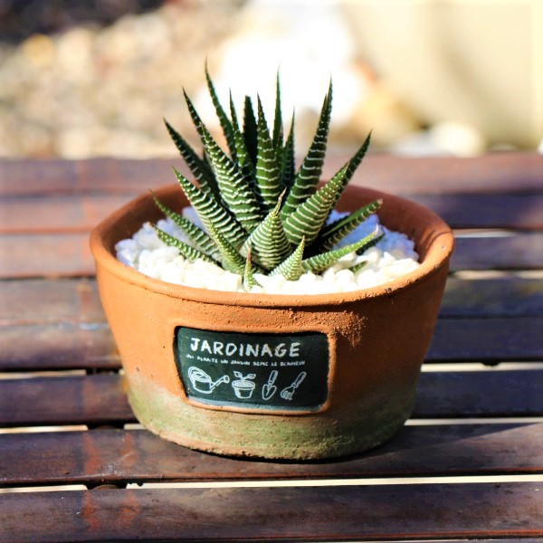70063986 -French Style Jardinage Planter 12cm with miniature Aloe