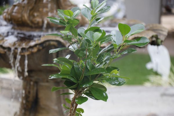 70065254 - Ficus Moclame Platted (2)