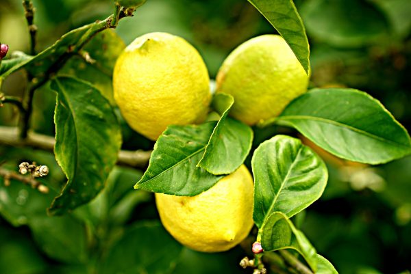 70048809 - Citrus Lemon Eureka