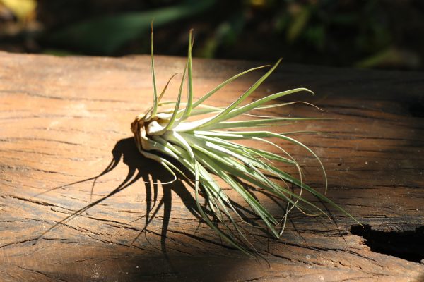 Tillandsia Variety - Air Plant collection