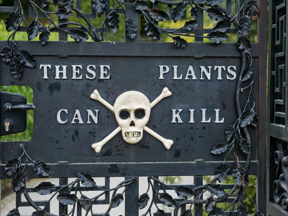 Poisonous Plants In The Garden | Gardenshop
