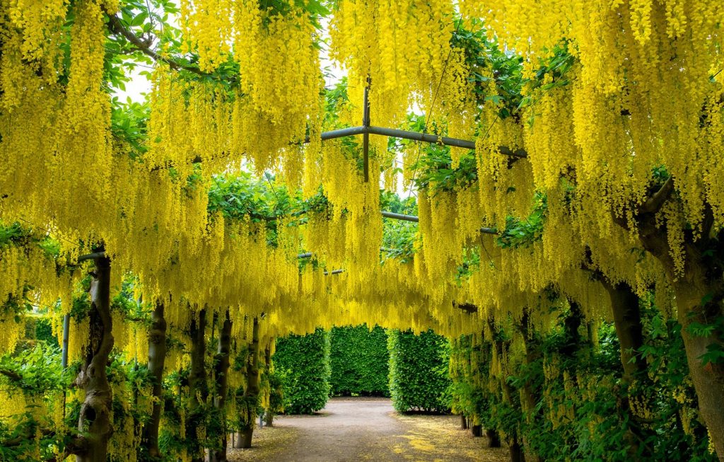 Mellow Yellow Plants For Your Garden | Gardenshop