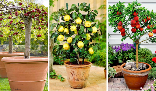 Tips For Fabulous Fruit | Gardenshop